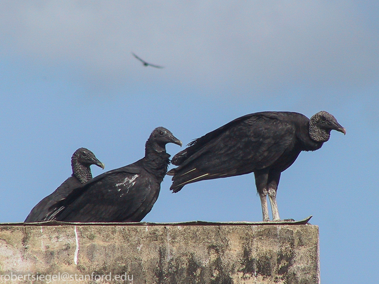 turkey vulture